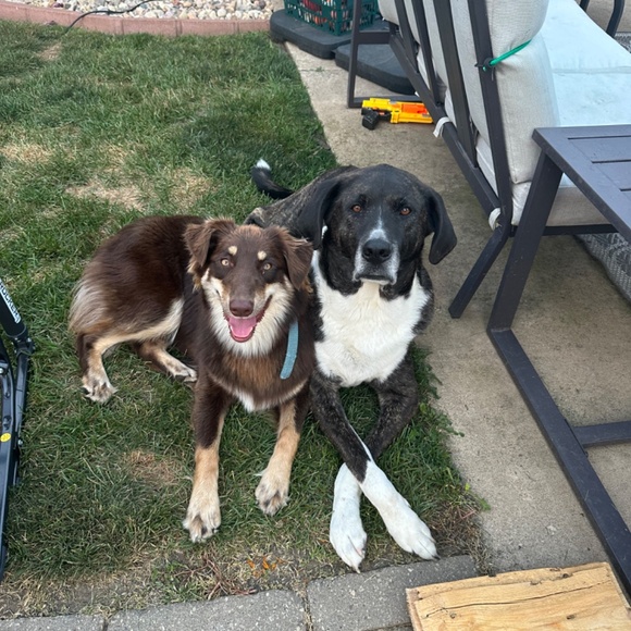 Meet your Posher, Elisabeth - Picture 3 of 3